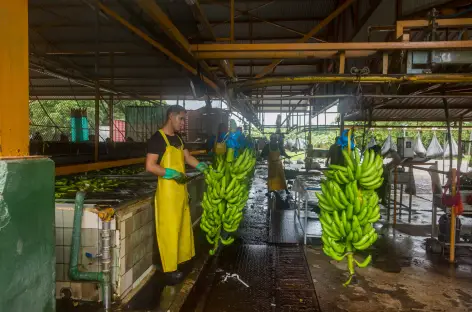 Visite d'une plantation de bananes dans la région de Sarapiqui - Costa Rica