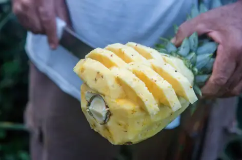 Visite de la Finca Sura, une plantation d’ananas bio - Costa Rica