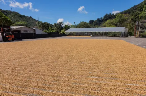 Dota, Plantation de café - Costa Rica