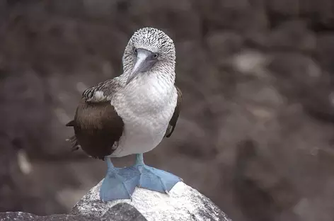 Un fou à pattes bleues sur l'île de la Plata - Equateur