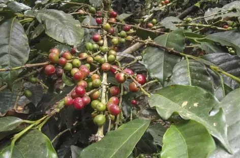 Caféier dans la vallée d'Intag - Equateur