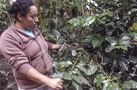 Intag, visite d'un producteur de café - Equateur