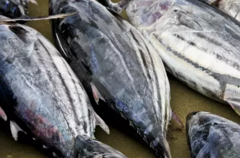 Vente de poissons à Puerto Lopez - Equateur