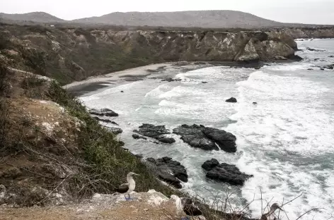 Fou à pattes bleues sur la côte sauvage de l'île de la Plata - Equateur