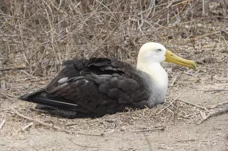 Un albatros en train de nicher - Equateur
