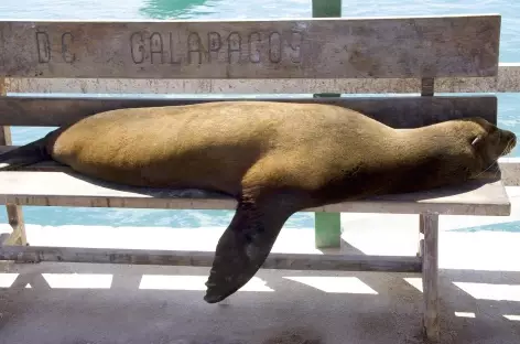 Archipel des Galapagos, une otarie - Equateur
