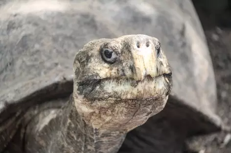 Les fameuses tortues des Galapagos - Equateur