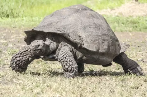 Archipel des Galapagos, rencontre avec une tortue géante en pleine nature ! (île Santa Cruz) - Equateur