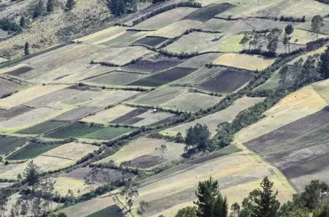 Champs en damier dans la campagne équatorienne - Equateur