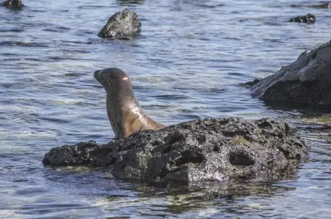 Archipel des Galapagos, une otarie sur la plage Loberia (île San Cristobal) - Equateur