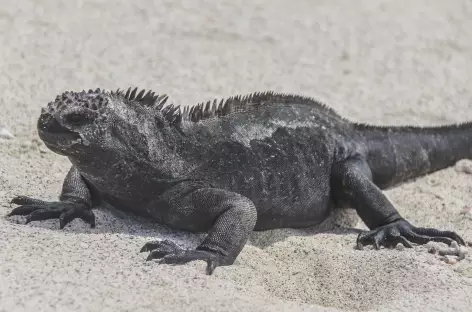 Archipel des Galapagos, un iguane marin (île San Cristobal) - Equateur