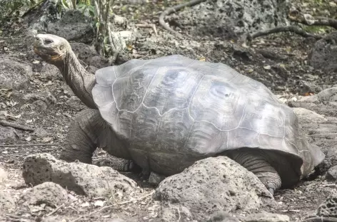 Archipel des Galapagos,  une tortue géante (île San Cristobal) - Equateur