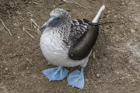 Archipel des Galapagos, un fou à pattes bleues à Tintoreras - Equateur