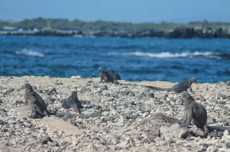 Iguanes sur l'île Isabela - Equateur