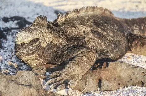 Archipel des Galapagos, un iguane marin sur la plage Loberia (île San Cristobal) - Equateur