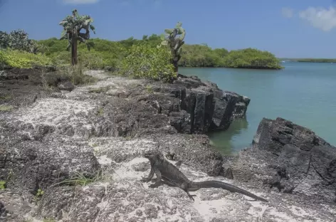 Archipel des Galapagos, cactus Opuntia, plage et iguane marin (île Santa Cruz) - Equateur