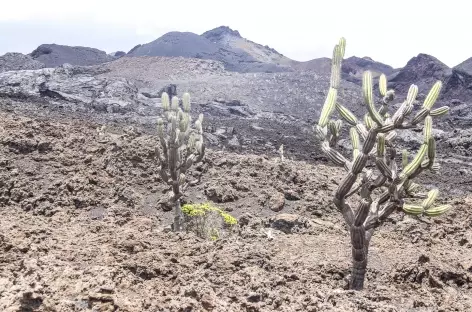 Archipel des Galapagos, balade vers le volcan Chico (île Isabela) - Equateur