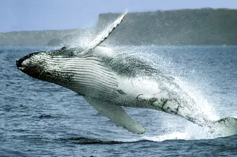 Baleine à bosse sur le chemin de l'île de la Plata - Equateur