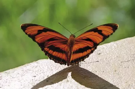 Papillon en Amazonie - Equateur