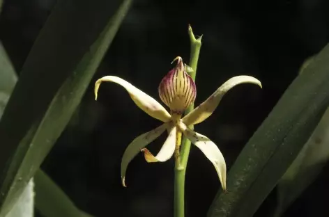 Orchidée - Equateur