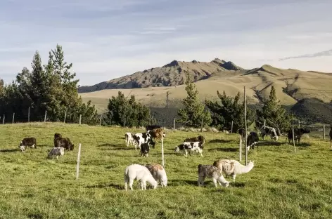 Lamas et volcan Pasochoa depuis l'hacienda El Porvenir - Equateur