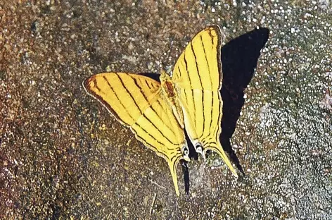 Papillon en Amazonie - Equateur