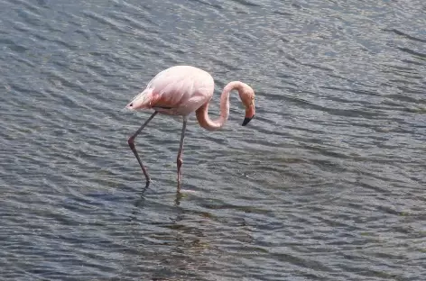 Archipel des Galapagos, flamant rose - Equateur