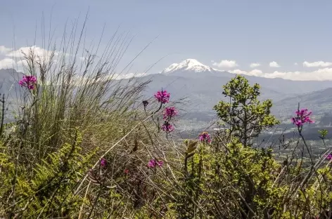 Orchidées et volcan Cayambe depuis la lagune Cuicocha - Equateur