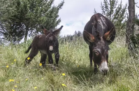 Rencontre au cours du trek ! - Equateur