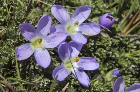 Fleur des Andes Equatoriennes