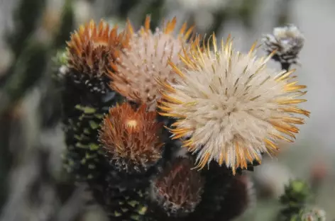 Chuquiragua, fleur symbole des Andes Equatoriennes