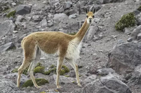 Une vigogne au pied du Chimborazo - Equateur