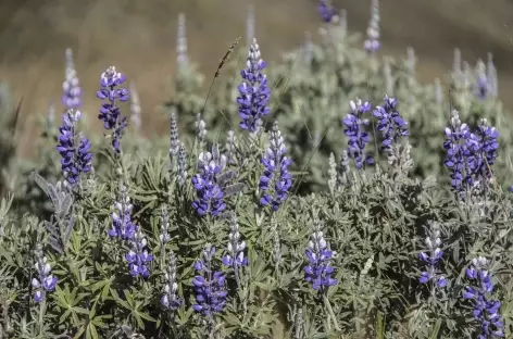 Lupin sauvage, fleur typique des Andes - Equateur