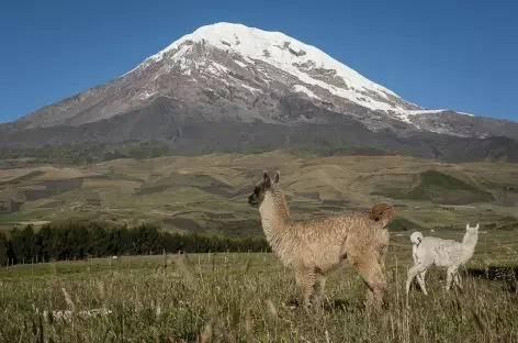 Lamas à la pose devant le Chimborazo - Equateur - 