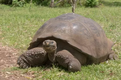 Tortue à El Chato sur Santa Cruz_Galapagos - 