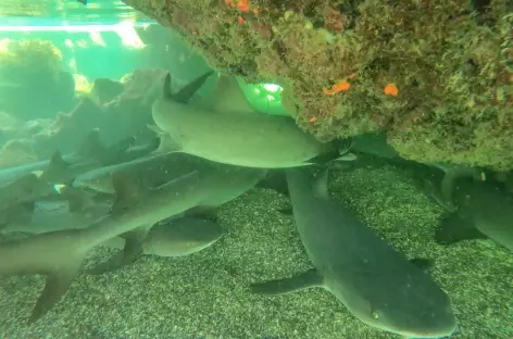 Requins à pointe blanche_Galapagos - 