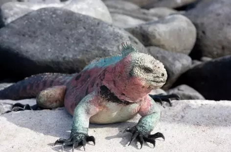 Iguane mâle_Galapagos - 