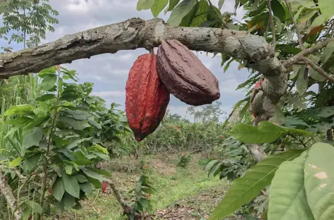 Plantation de cacao sur la route menant à Guayaquil - Equateur - 
