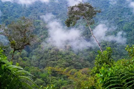 PN Podocarpus, Equateur - 