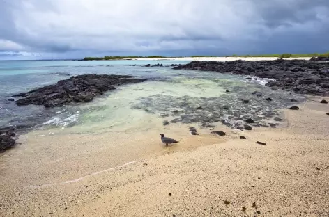 Plage Las Bachas_Galapagos (c) PatricioHidalgoP_Istock - 