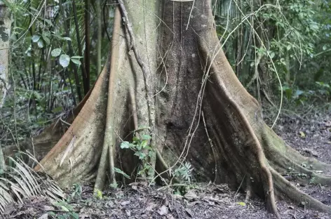 Le tronc d'un fromager dans la forêt tropicale - Guatemala