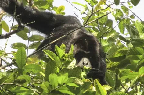 Un singe nous observe - Mexique