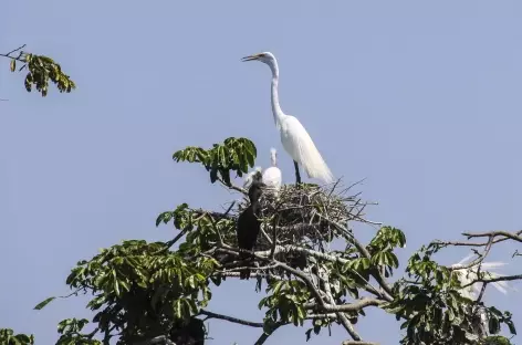 Une aigrette sur le rio Dulce - Guatemala