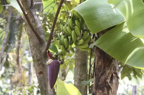Balade dans les bananiers - Guatemala