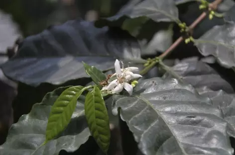 Balade dans la plantation de café - Guatemala