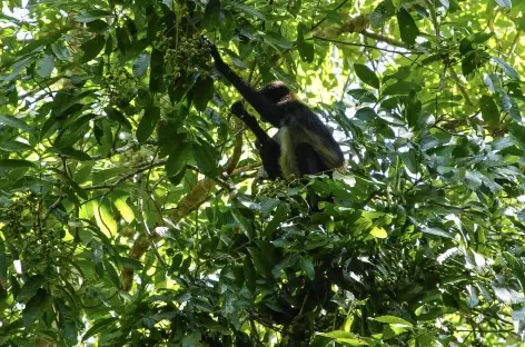 Un singe nous observe sur le site de Tikal ! - Guatemala - 