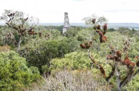 Tikal et la canopée - Guatemala - 