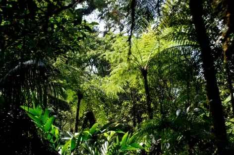 Paysage tropical de l'Alta Verapaz - Guatemala