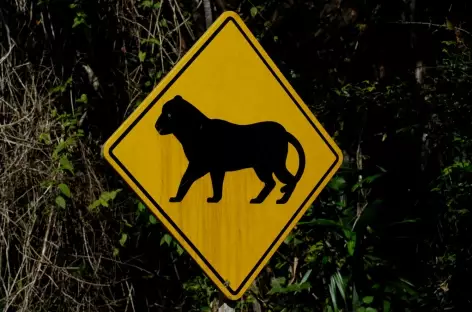 Attention, jaguar sur la route de Tikal ! - Guatemala