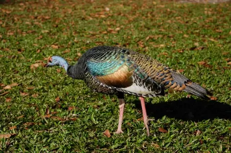 Dindon ocelé à Tikal - Guatemala